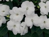 Hạt giống hoa Mai Địa Thảo Impatiens-FIMP103 White (Mới)
